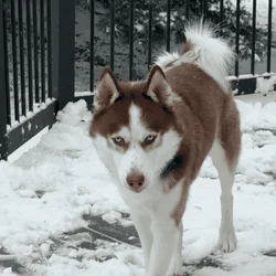 Purebred Siberian Husky – Blue Eyes – Excellent Co