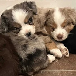 Blue Merle Mini Aussie