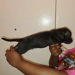 Corso pit mix
