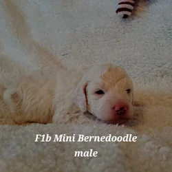 Mini Bernedoodles