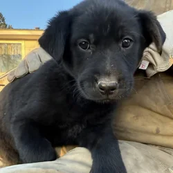 Lab mix puppies!