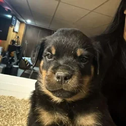 Rottweiler puppy Hercules