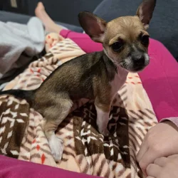 Chihuahua puppy