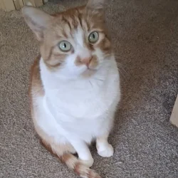 Special Needs, Loving, Pretty Orange and White Cat