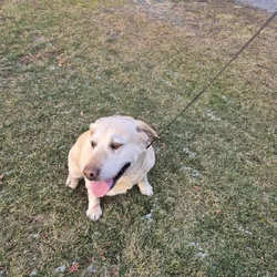 Crystal Joy