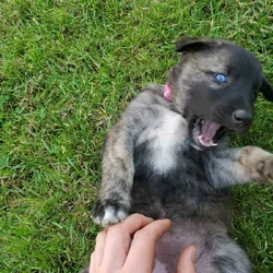 Anatolian and German Shepherd 50-50 mix