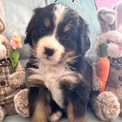 Gorgeous Bernese puppies