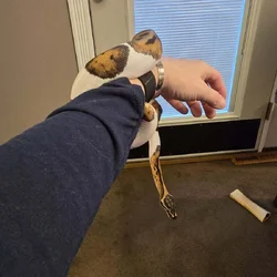 3 Year Old Ball Python