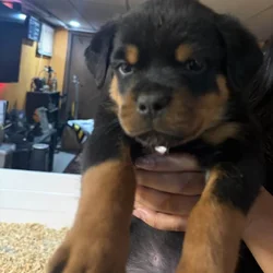 Rottweiler puppy for sale