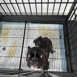 french bulldog