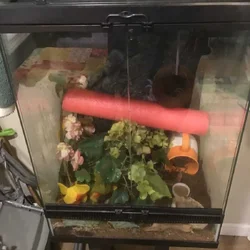Male & female Crested Geckos with tanks & decor