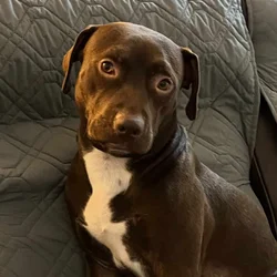 Rehoming mixed breed, for single dog household