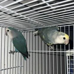 Young Lovebirds