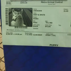 Free fixed Male German shepherd hepherd husky mix