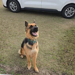 Athena-german shepard