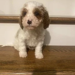 Cavapoo