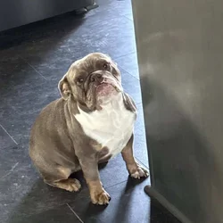 English Bulldog - Female - 2.5 yrs Old