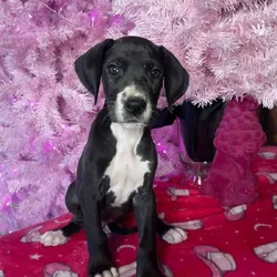 Great Dane Female
