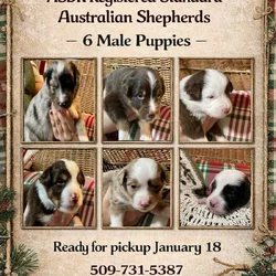 ASDR AUSTRALIAN SHEPHERDS