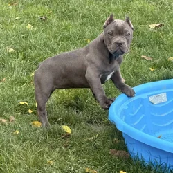 Exotic hybrid bully puppies