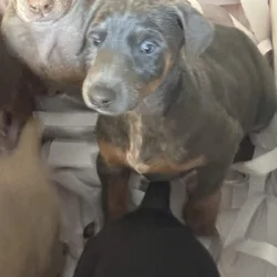Doberman puppies