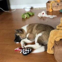 Akita for sale