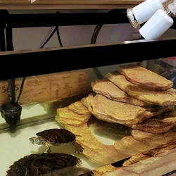 Looking for a Loving home for Our 2 Turtles