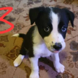 Border Collie/Australian Shepherd
