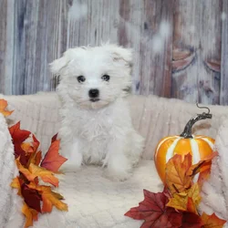 Maltese Puppies