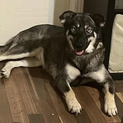 Rehoming Husky Mix