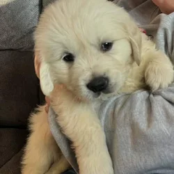 Full English lines Golden Retrievers