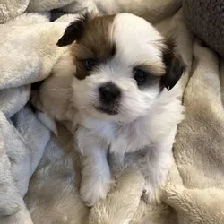 Male shih tzu $1000