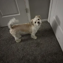 Dog for sale