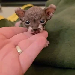 Hairless Sphynx Kittens