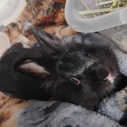1 year 7 month old Lion head bunny in need of home