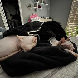 2 Sphynx cat