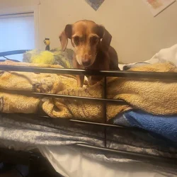 Meet flash!!