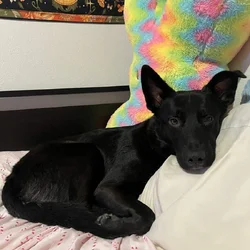 rehoming my dog