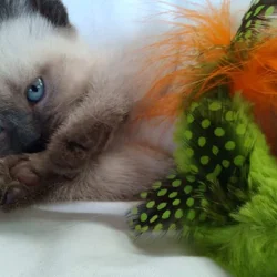 siamease kittens
