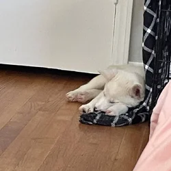 Boy Dog For Sale