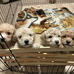 Mini Goldendoodles, 2 female and 1 Male left