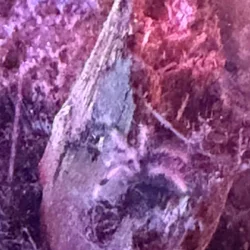Purple Pink Tor