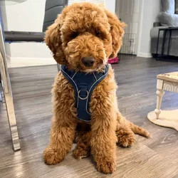 Goldendoodle male