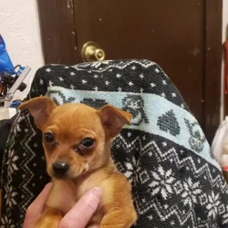 Teeny tiny chaweenie