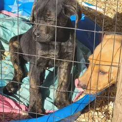 Lab/Cane Corso