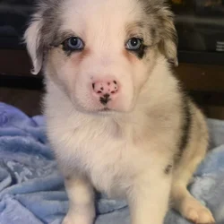 Australian Shepherd/Collie