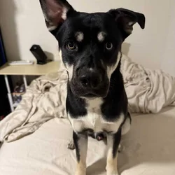 Rejoining for a dog