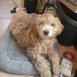 Mini golden doodle for sale