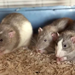 3 Male Rats