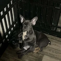 French Bulldog Puppies For Sell